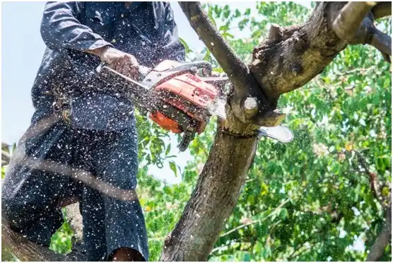 tree services Kimberly